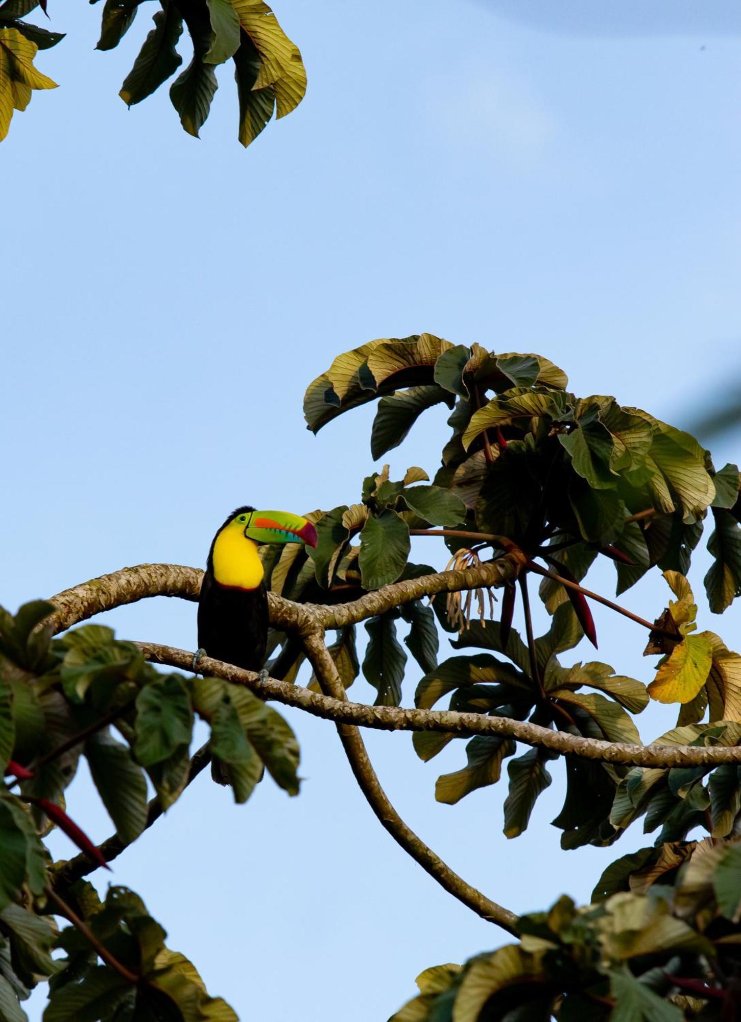Heliconias Rainforest Lodge Bijagua Ngoại thất bức ảnh